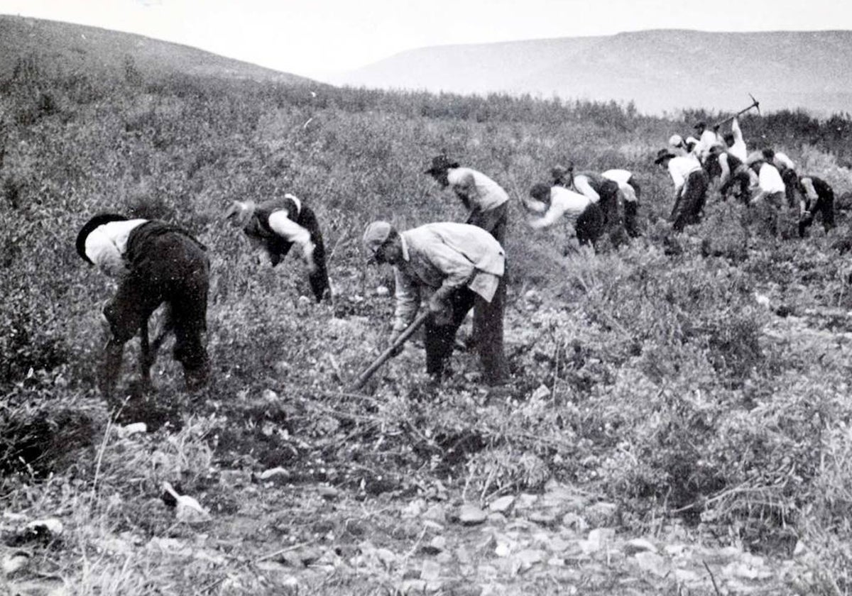 Trabajadores segando un campo en Extremadura.