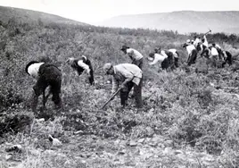 Trabajadores segando un campo en Extremadura.