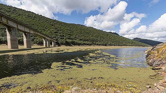 Retiran azolla en varios kilómetros del río Tajo