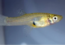 La gambusia, el pez invasor que los hermanos De Buen trajeron de Estados Unidos a Cáceres para acabar con la malaria