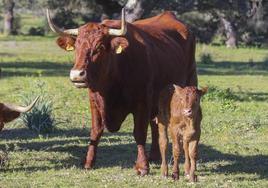 Una vaca y su cría con pocos días de vida en la finca La Nave, de San Jorge de Alor.