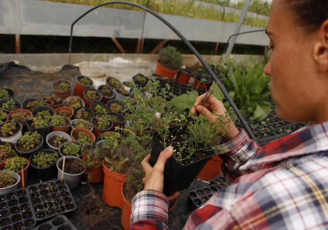 La agricultora cultiva varias plantas medicinales.