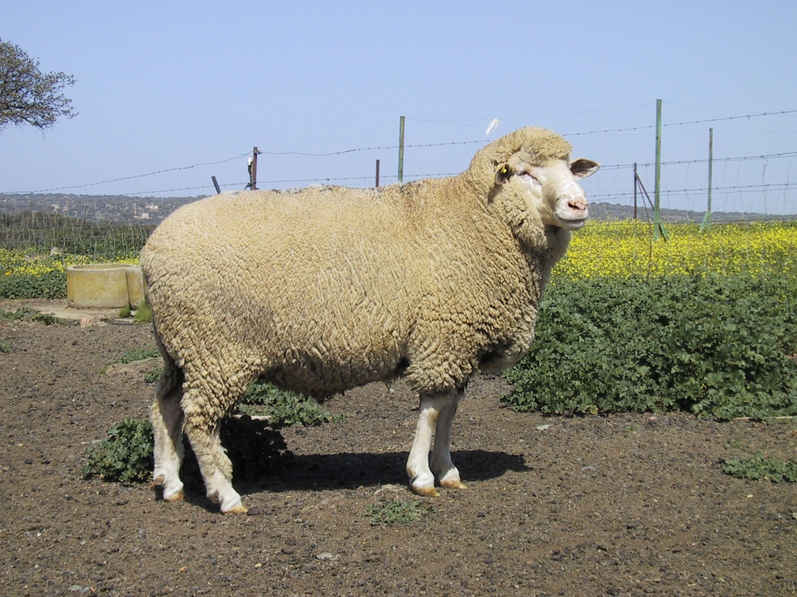 Un fleis, los otros merinos de los precoces.