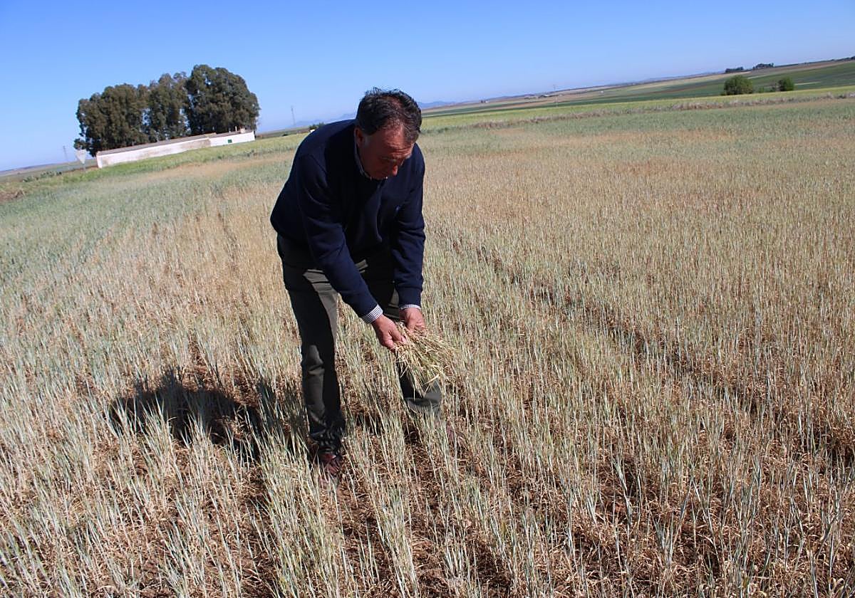 Cándido Méndez, agricultor de Casas de Reina y presidente de la cooperativa de Llerena, con cereal inservible, este martes, en Llerena.