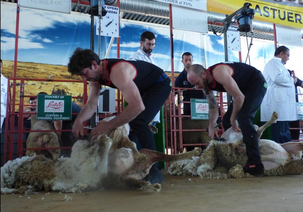 Se suspende a última hora el campeonato de esquileo de Castuera