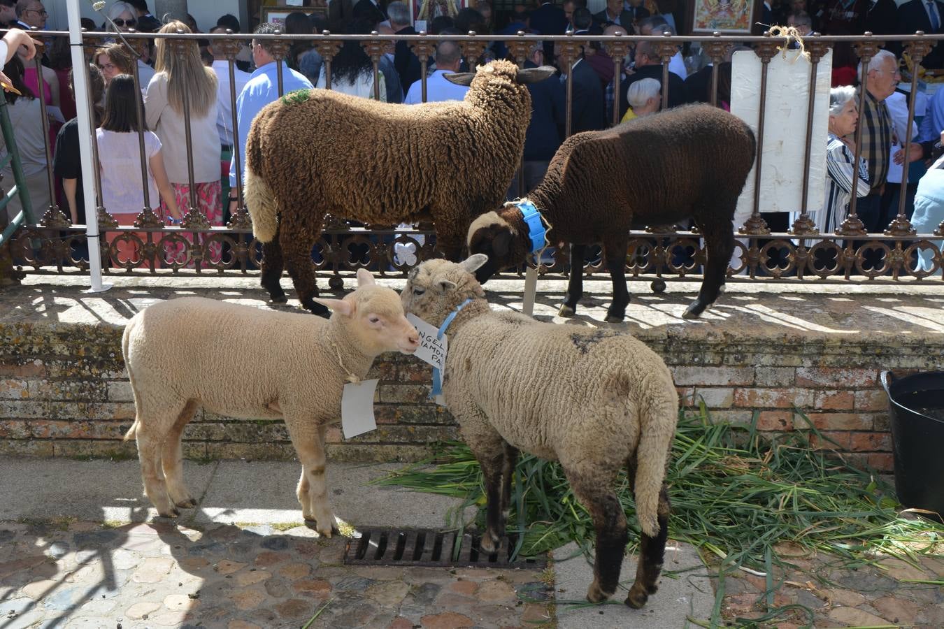 Fregenal renueva su promesa con Santa María de los Remedios