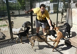 El trabajador del refugio es el encargado de alimentar y limpiar a los perros.