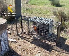 Dentro de la trampa jaula hallada por los agentes del Seprona había un gallo.