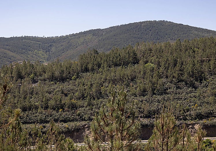 Pinar tupido en la comarca de Valencia de Alcántara.