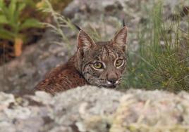 Los esfuerzos para salvar al lince pasan por recuperar al conejo de monte, clave en su dieta y en riesgo de extinción