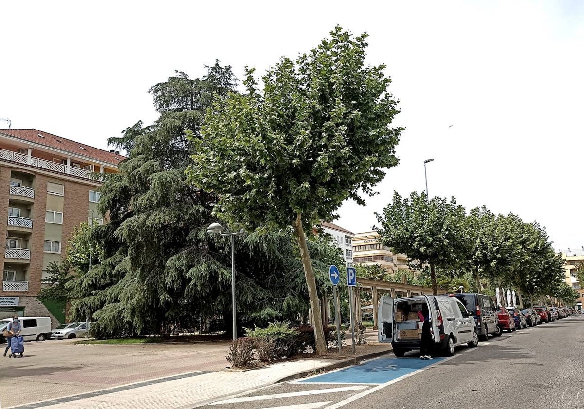 La supuesta agresión tuvo lugar en la base de un gran árbol de la avenida de París.