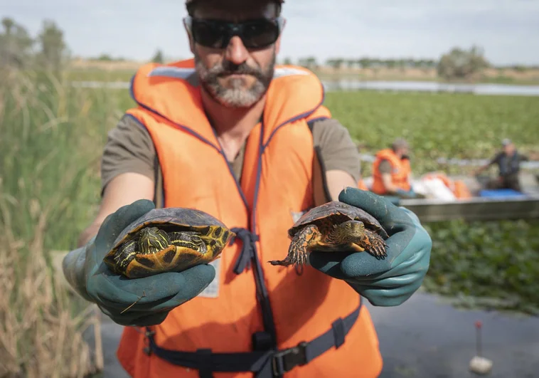 A la izquierda una tortuga de Florida y a la derecha el galápago jorobado.