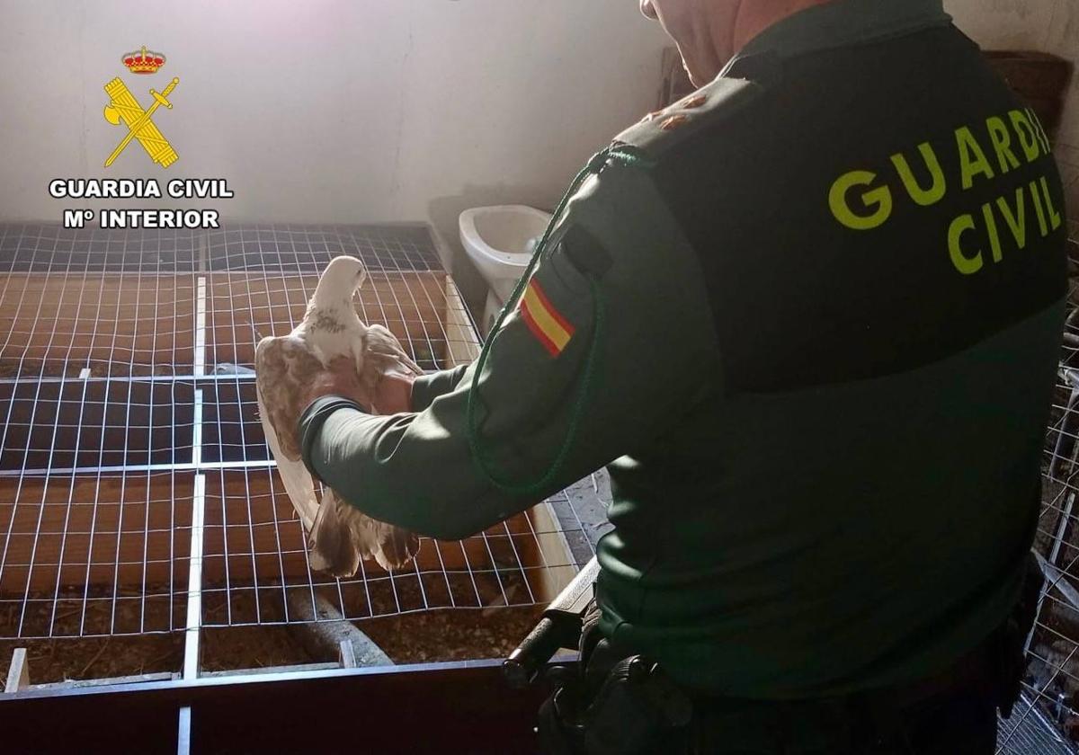 Roban quince palomas en un corral de Albalá valoradas en 7.000 euros