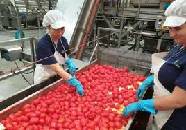Industria agroindustrial de tomate en Extremadura.