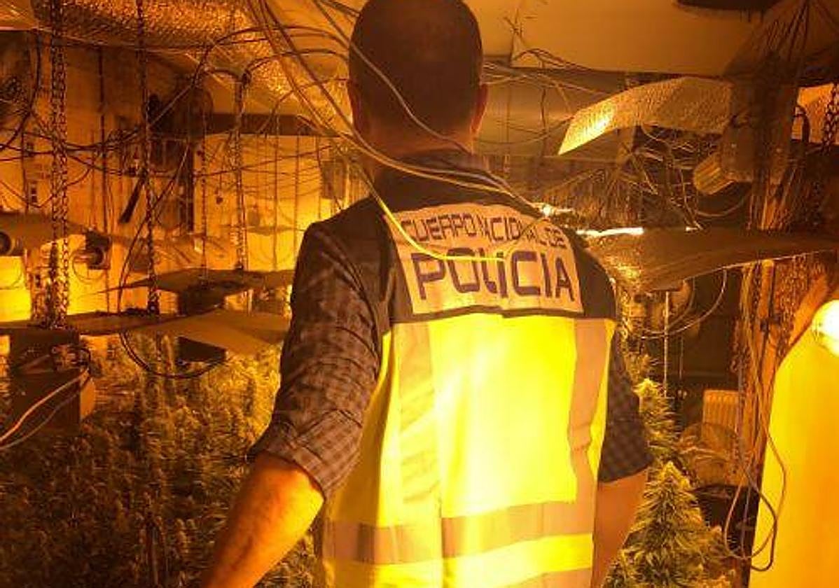 Marihuana hallada por la Policía.