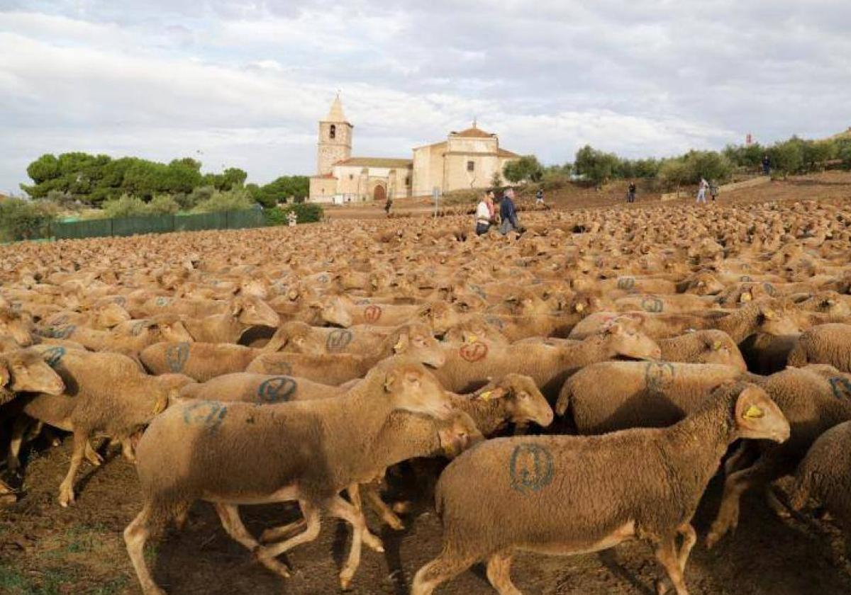 Esta línea de subvenciones trata de recuperar el tránsito ganadero.