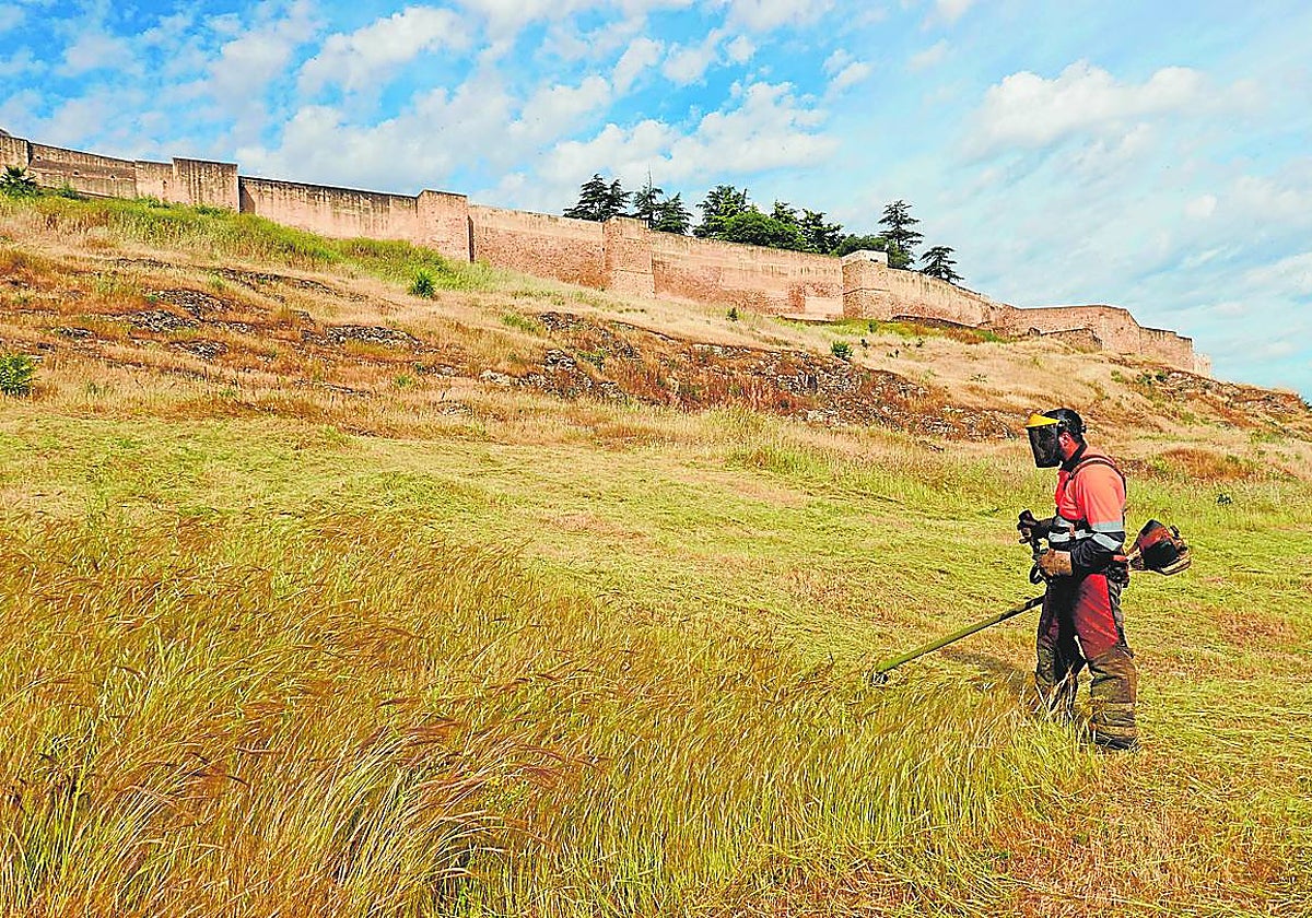 Un operario desbroza esta semana las laderas de la Alcazaba de Badajoz.