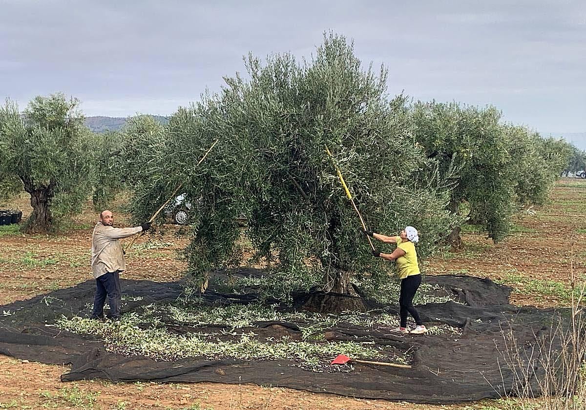 Pareja de agricultores trabajando en la campaña de la aceituna.
