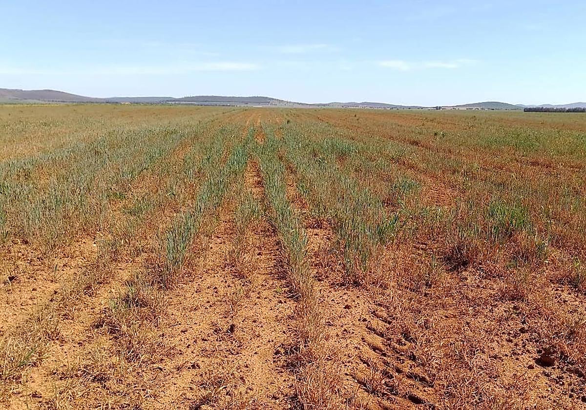 Imagen de archivo de la sequía que azota los campos de cereales extremeños.