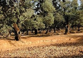 Sequía en la dehesa frexnense