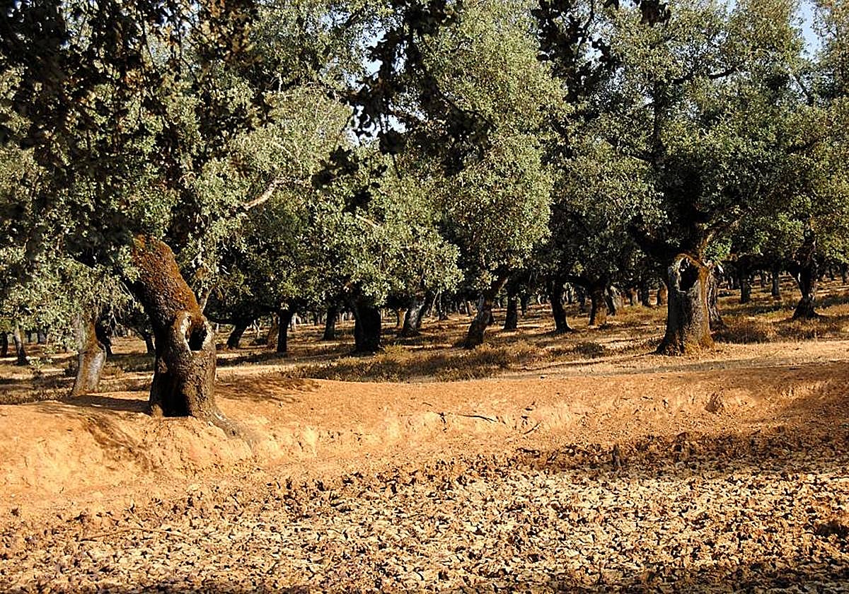 Sequía en la dehesa frexnense
