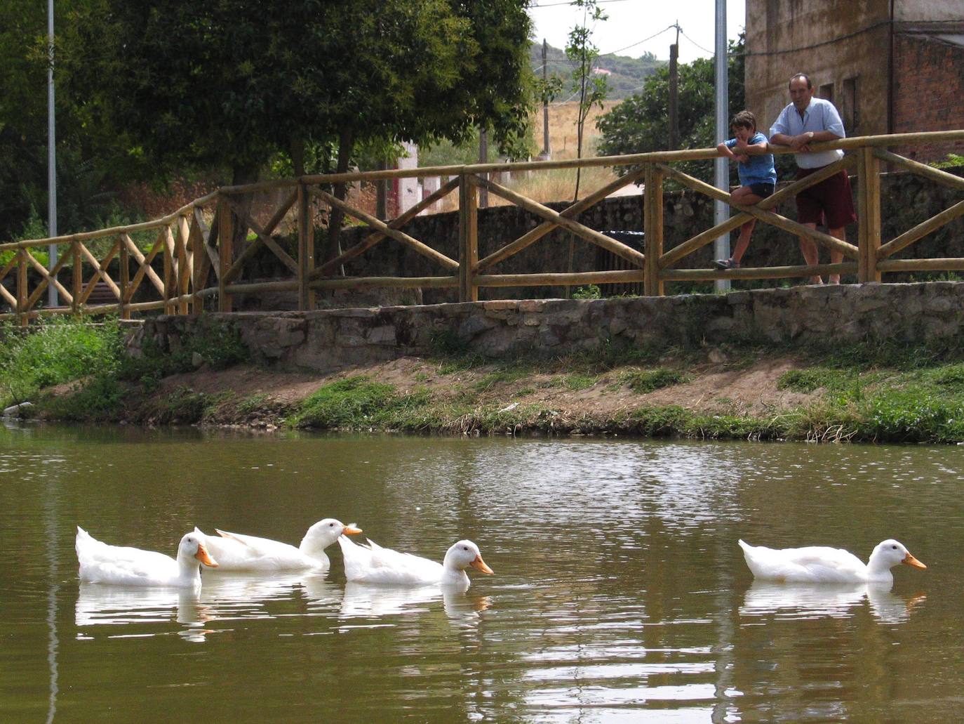 La charca del Marco tenía hasta patos.