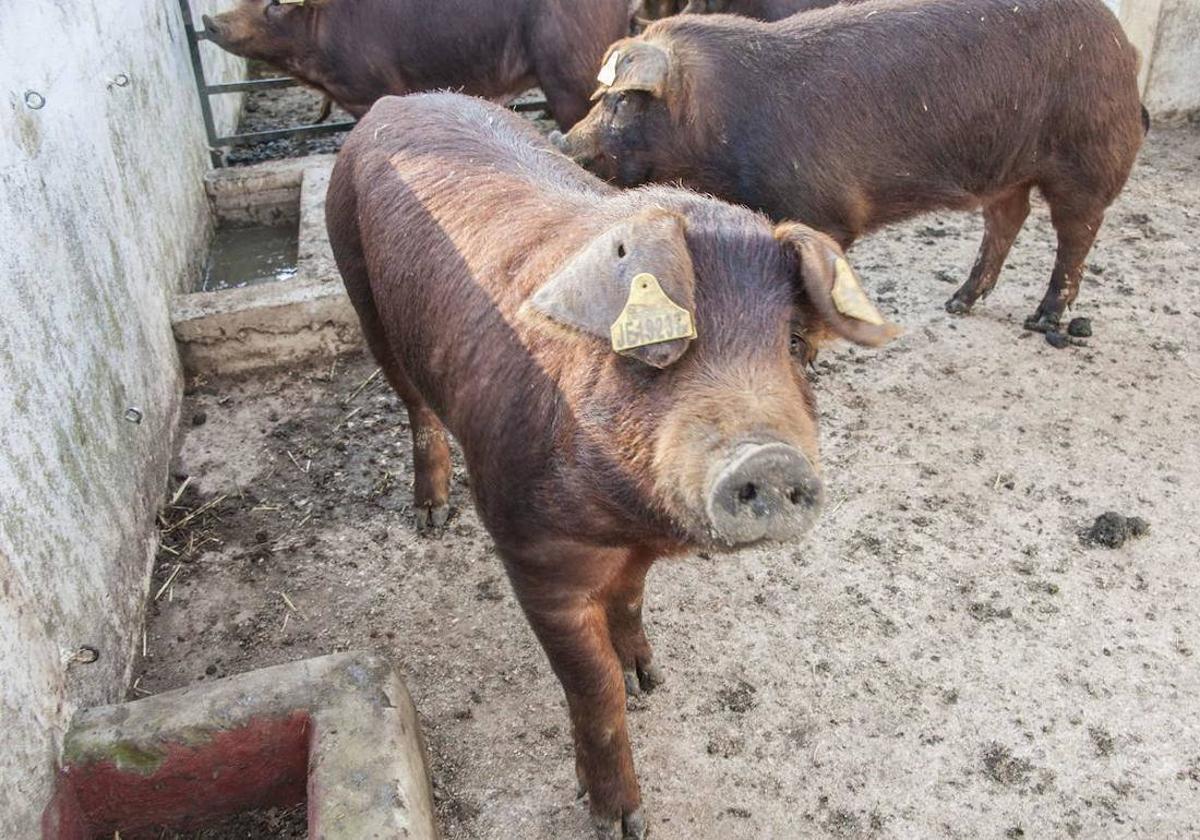 Ejemplar porcino de la raza Duroc que se subastará en junio por el Censyra.