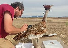 Colocación de un dispositivo GPS en el plumaje de Tierra, antes de su liberación.