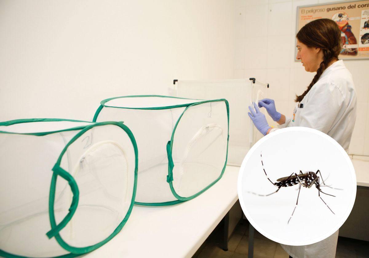 Una técnico del laboratorio de la Facultad de Veterinaria de la UEX preparando cajas entomológicas para criar mosquitos.