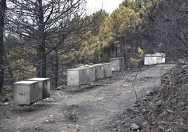 Colmenas quemadas en los alrededores de Ovejuela, en Las Hurdes.