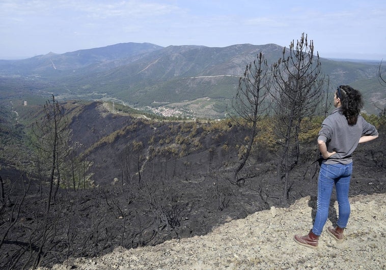 Una vecina de la zona contempla el paisaje quemado. En el centro, Descargamaría.