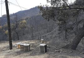 Imágenes de zona afectada por el incendio que afecta a Las Hurdes y Sierra de Gata.