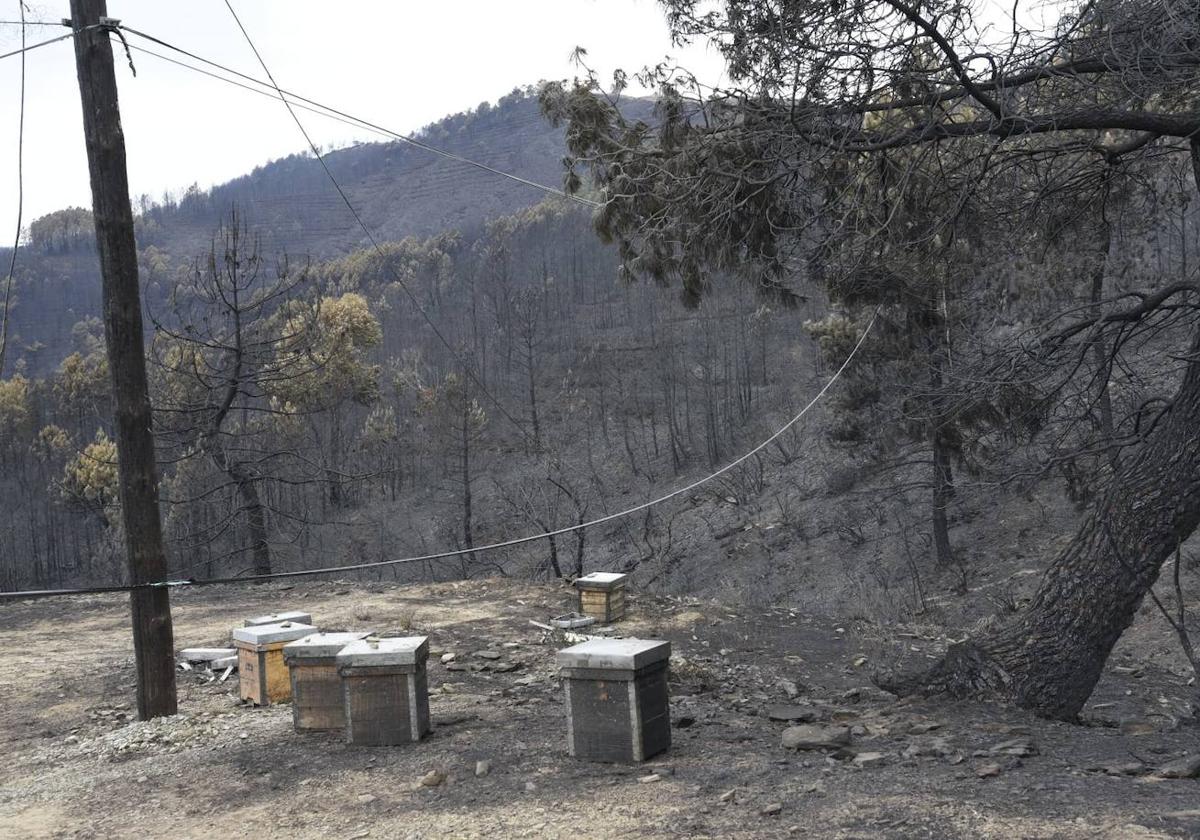 Imágenes de zona afectada por el incendio que afecta a Las Hurdes y Sierra de Gata.