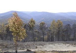 Zona de pinares quemada durante el incendio.