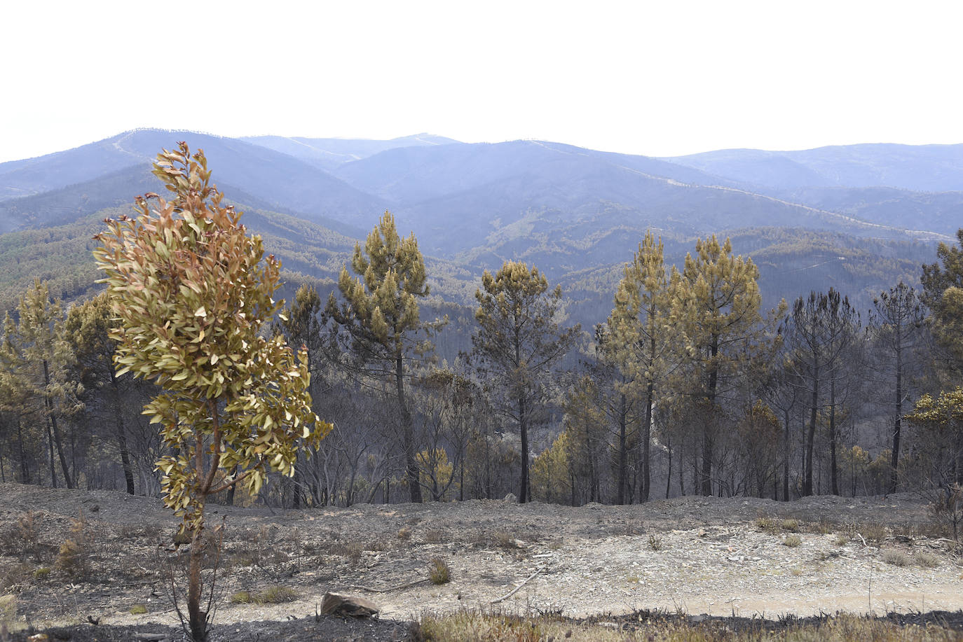 Zona de pinares quemada durante el incendio.