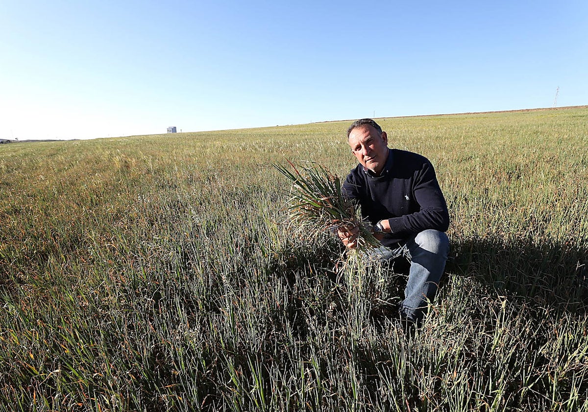 Un productor de cereal de secano en Llerena en una parcela donde apenas ha germinado el trigo.