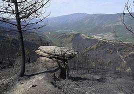 Imagen de parte de la zona incendiada.