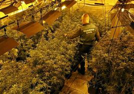 La Guardia Civil desmantela dos invernaderos de cultivo de marihuana en Torremayor.