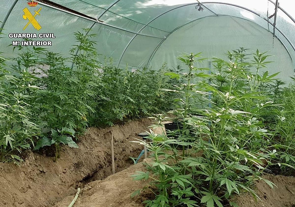 Encuentran más de 100 plantas de marihuana en su patio tras agredir a un familiar