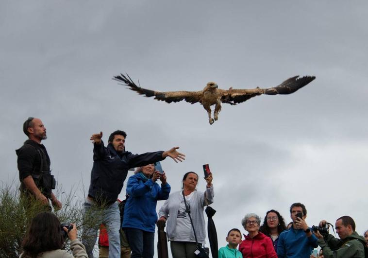 Amus pone en libertad a 'Lluvia', el águila que perdió una garra en una alambrada