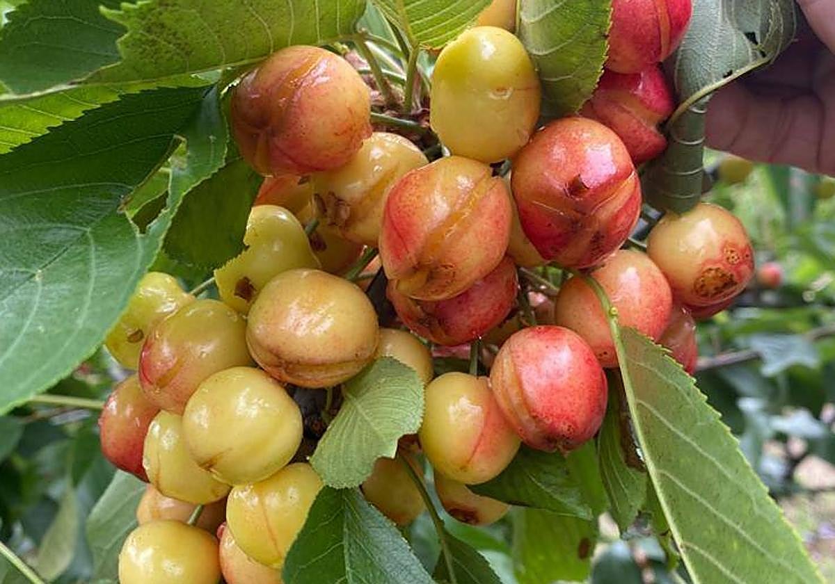 Destrozos causados por las lluvias en el norte de Cáceres en cerezas del Jerte.