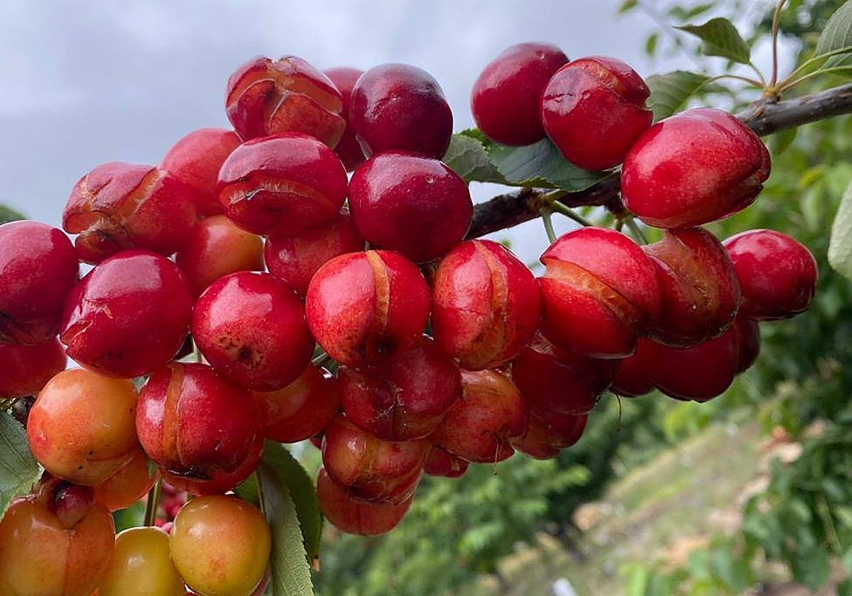 Daños causados en las cerezas del norte de Cáceres a causa de las lluvias.