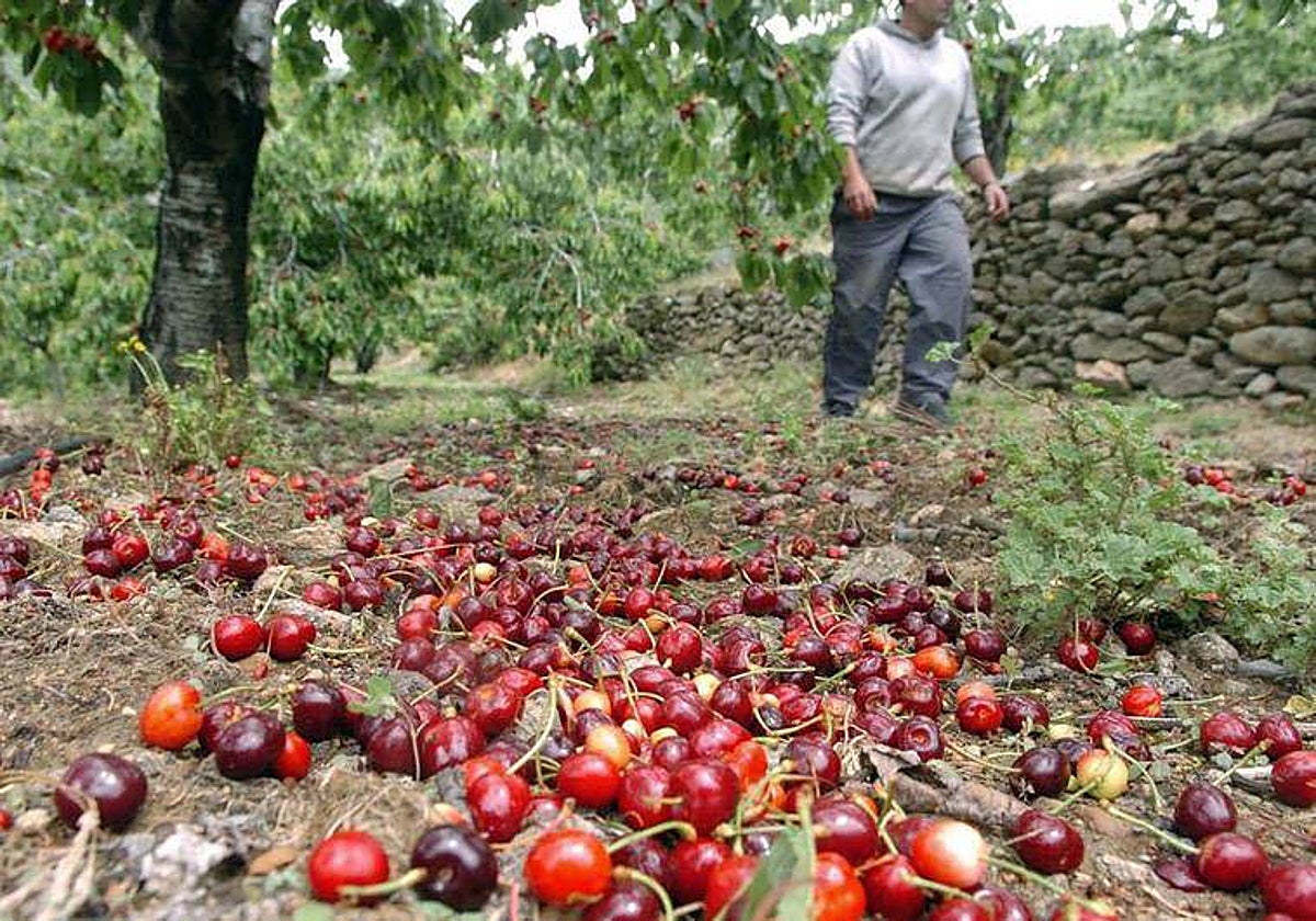 Cerezas dañadas en el Valle del Jerte.
