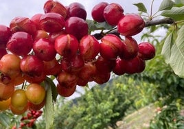 La tormentas y las continuas lluvias han dañado el 80% de la cosecha de cereza.