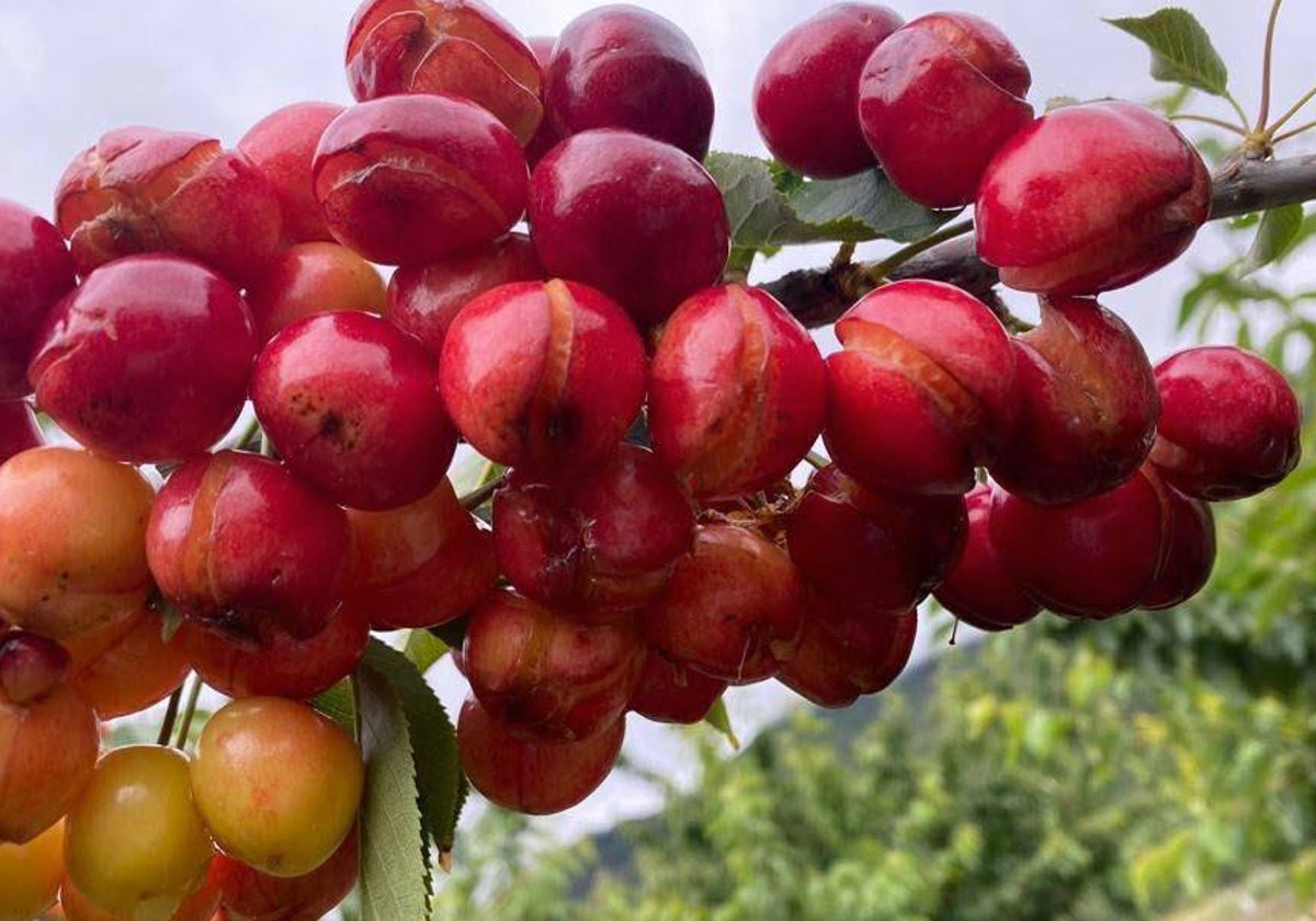 La tormentas y las continuas lluvias han dañado el 80% de la cosecha de cereza.