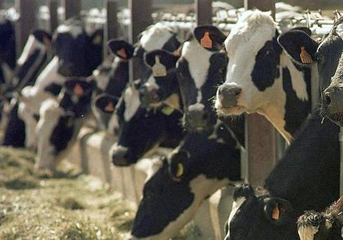 El no mercado lácteo