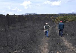 Zona arrasada por el incendio forestal que se declaró el pasado mes de mayo en Las Hurdes.