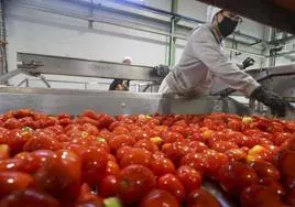 Una operaria supervisa una cadena de lavado de tomates.