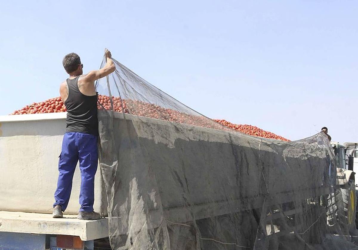 La campaña del tomate moverá unos 2 millones de toneladas en 100.000 desplazamientos