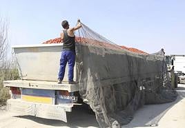 La campaña del tomate moverá unos 2 millones de toneladas en 100.000 desplazamientos